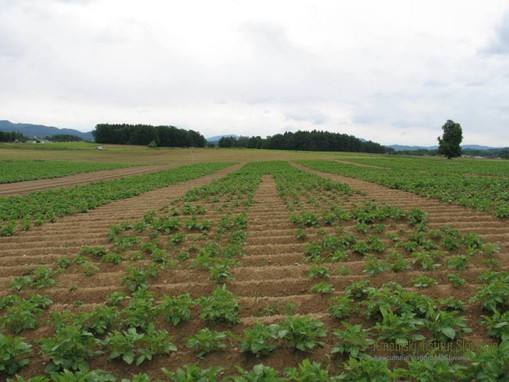  Preizkušanje občutljivosti različnih sort krompirja na  herbicid Sencor 