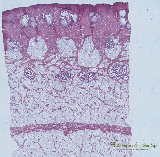 Histological fixative of skin (HE staining)