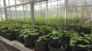 Vzgoja mladih rastlin fižola za genetske analize