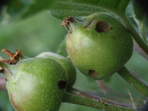 Plodiči jabolk objedeni od hroščev