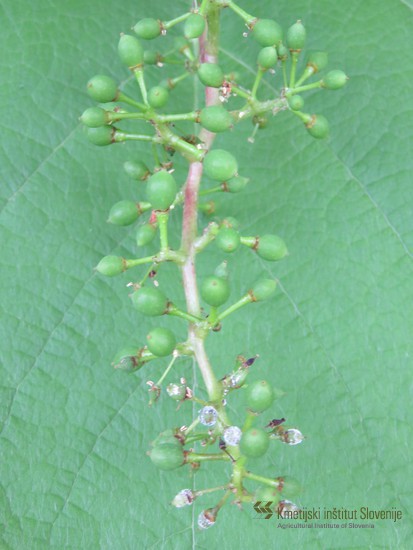 Peronospora na mladem grozdiču