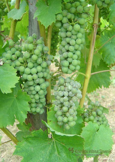 Zelene grozdne jagode okužene z oidijem vinske trte