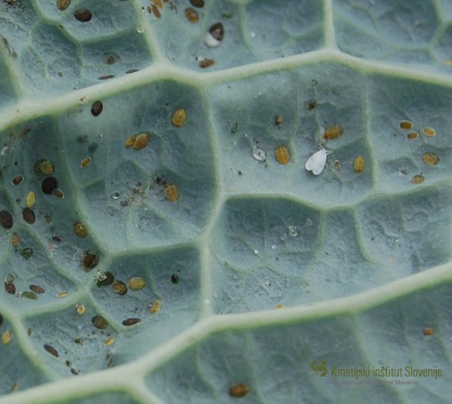 Kapusov ščitkar v različnih razvojnih stadijih na spodnji strani listov ohrovta