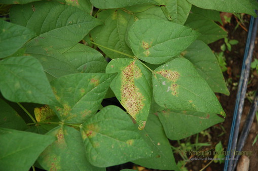 Listi fižola - poškodbe zaradi pršic