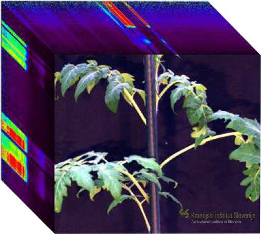 hyperspectral_datacube_tomato