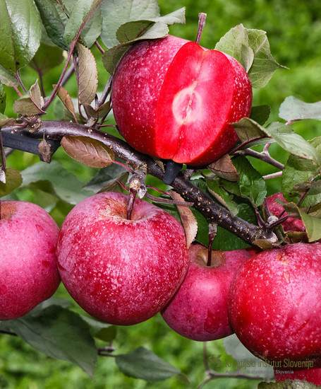 Sorta Baya marisa (Weirouge x žlahtni nosilec 166) je novejša rdeče mesnata jablana. Fotografija: splet