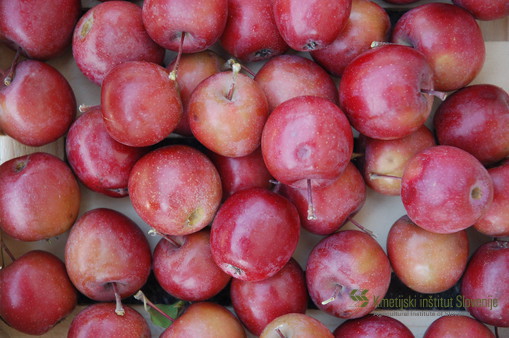 Plodovi sorte Maypole so drobni in dosegajo v premeru manj kot 50 mm. Zaradi trpkega in zelo kislega okusa so praktično neužitni.