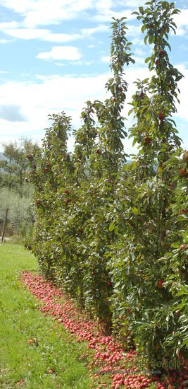 Sorto Maypole uvrščamo v skupino stebričastih opraševalnih jablan odpornih na jablanov škrlup.