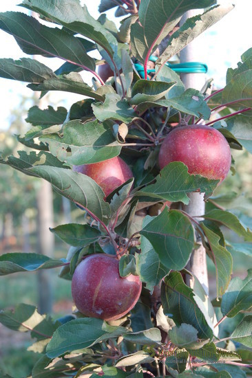 Sorta Pomfital je na škrlup odporna stebričasta jablana. Gre za križanca sort Maypole x Red Elstar. 