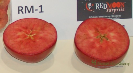 Plod sorte Red moon (Roter mond) v prerezu.