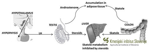 Relationships between the hypothalamic-pituitary-gonadal axis, androstenone production in testes and skatole formation from tryptophan in intestine and their metabolism in liver.