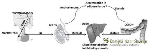 Relationships between the hypothalamic-pituitary-gonadal axis, androstenone production in testes and skatole formation from tryptophan in intestine and their metabolism in liver. 