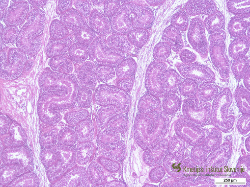 Histological fixative of testicular tissue (HE staining)