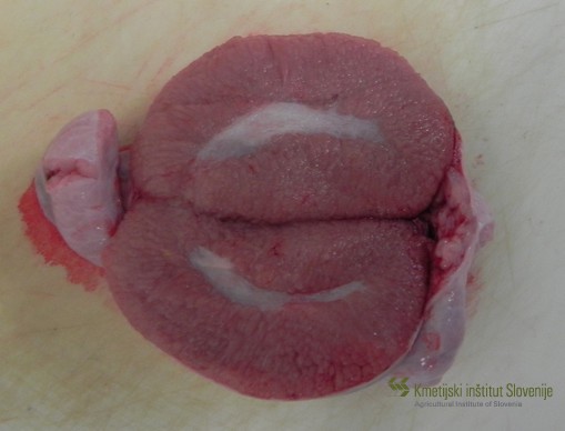 Testis (cross-section)