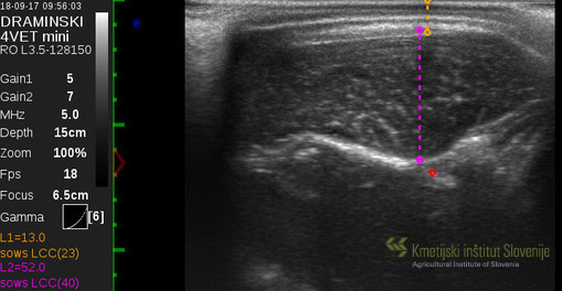 Ultrasonic measurement of the backfat thickness and Longissimus muscle