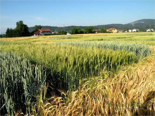 Žita - mikroposkus