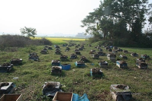 local apiary