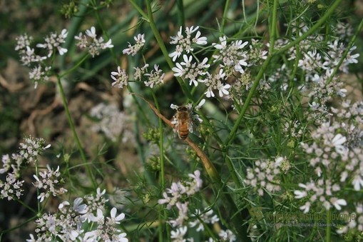 Coriander