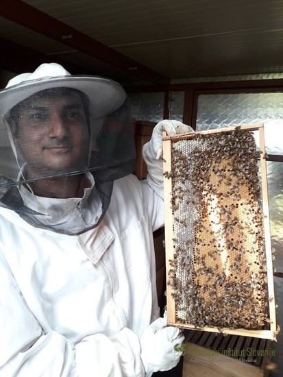 Combs full of honey