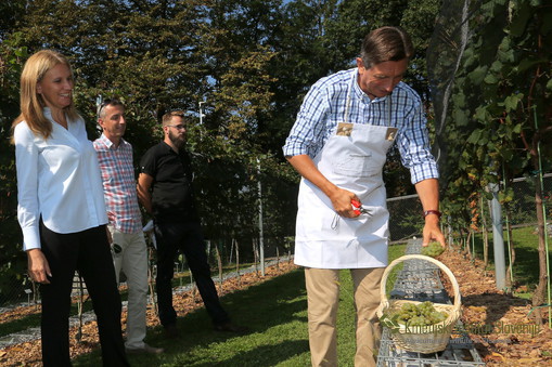 Predsednik Borut Pahor ob obisku grajskega vinograda