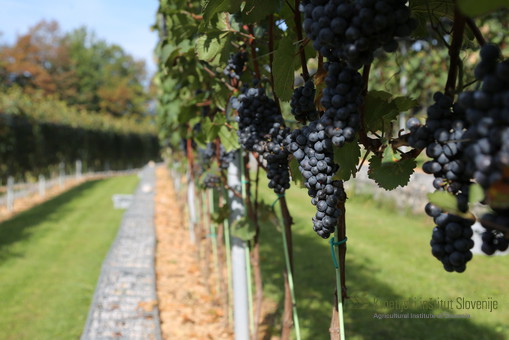 Vinograd na južnem pobočju Ljubljanskega gradu