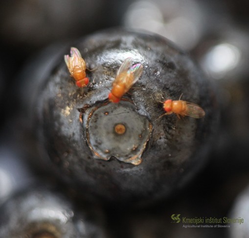 Drosophila suzukii