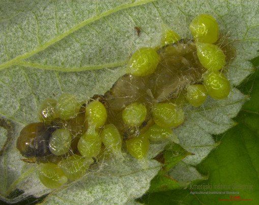 Euplectrus bicolor