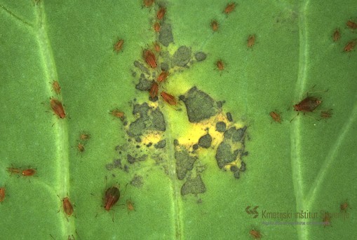 Myzus persicae