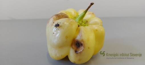 Marmorirana smrdljivka na papriki