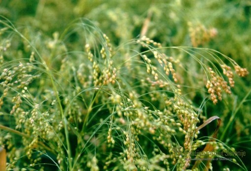 Grains ripen unevenly according to their position in the panicle inflorescens