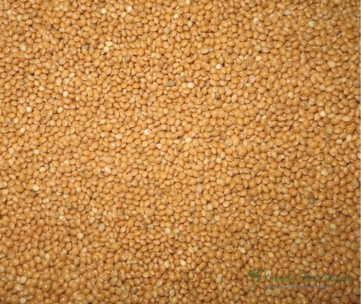 Grains of millet variety Sonček