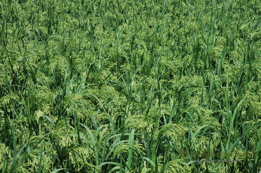 Millet variety Sonček in Jablje