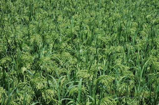 Millet variety Sonček in Jablje