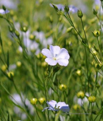 Lan (Linum usitatissimum)