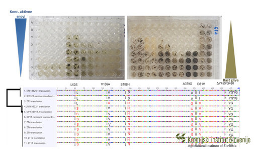 Ugotavljanje odpornosti glive Zymoseptoria tritici, povzročiteljice pšenične listne pegavosti, v jamicah mikrotitrne plošče pri različnih koncentracijah epoksikonazola (levo zgoraj) in protikonazola (desno zgoraj). Ugotavljanje mutacij tarčnih genov aktivnih snovi z določanjem zaporedij DNK (spodaj).