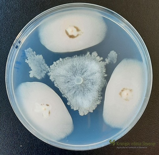 Dvojna kultura gliv (3 kolonije ob robu gojišča), ki zavirajo rast sive plesni Botrytis cinerea (na sredini gojišča).