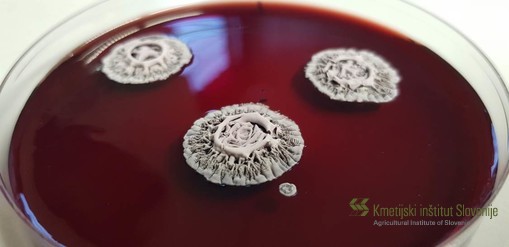 Kultura glive Acaromyces ingoldii izolirane s plodov kakija (Diospyros kaki), ki izloča rdeč pigment v gojišče
