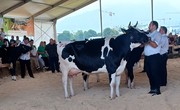 Zmagovalka v skupini prvesnic črno-bele pasme, ki so telile v letu 2023