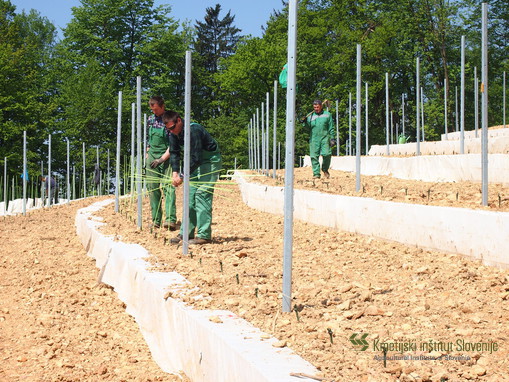 Sodelavci Oddelka za sadjarstvo, vinogradništvo in vinarstvo med sajenjem trsov 