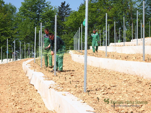 Sodelavci Oddelka za sadjarstvo, vinogradništvo in vinarstvo med sajenjem trsov 