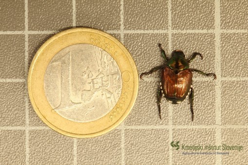 Japonski hrošč (Popillia japonica) je velik od 8 do 11 mm in širok od 5 do 7 mm. 