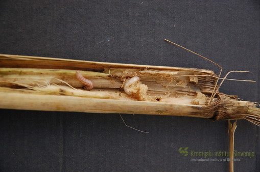 Nepoškodovane gosenice v koruznih ostankih po jesenskem mulčenju