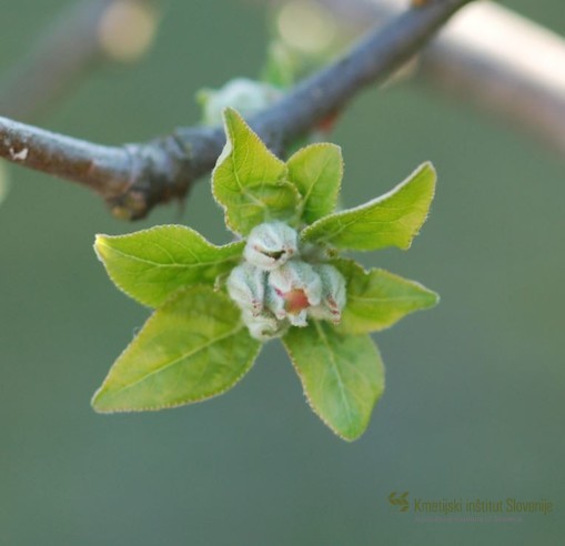Zgodnejše sorte jablan že dosegajo fenofazo. Cvetni popki so vidni vendar še zaprti, prvi listi pa so že razviti (BBCH 55)