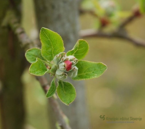 Nekatere sorte jablan so že tik pred cvetenjem (BBCH 56)