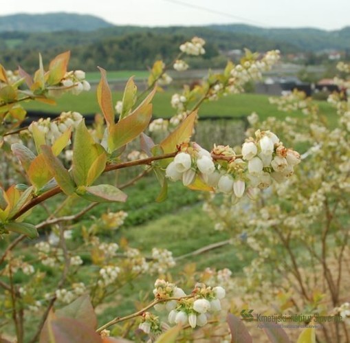  Ameriške borovnice cvetijo - brazda pestiča je pogosto vdorno mesto parazitskih gliv
