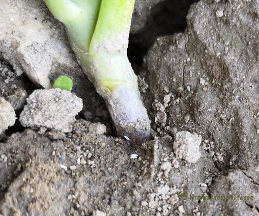 Jajčeca kapusove muhe odložena ob koreninski vrat zelja