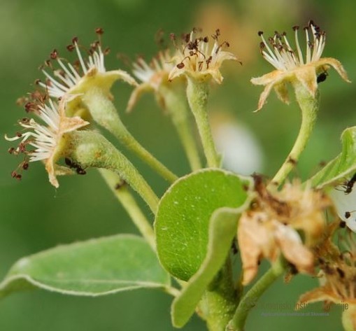 Mravlje indikator prisotnosti sesajočih insektov - hruševa bolšica