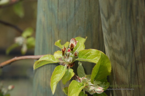 Pozebli prasniki in pestic jablanovega cveta