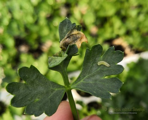 Sušenje listov zelene lahko povzroča ličinka zelenine muhe