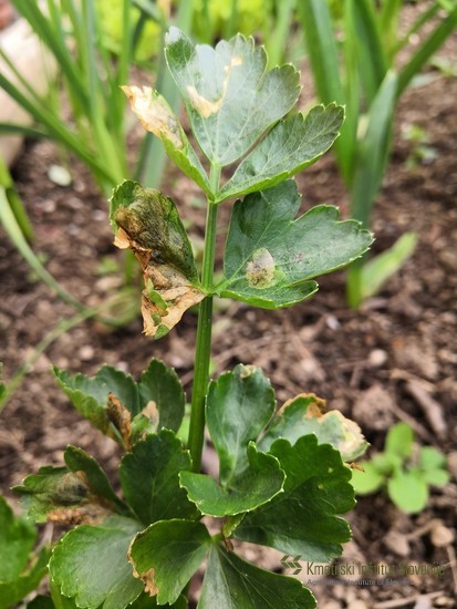 Poškodbe na listih zelene zaradi zelenine muhe